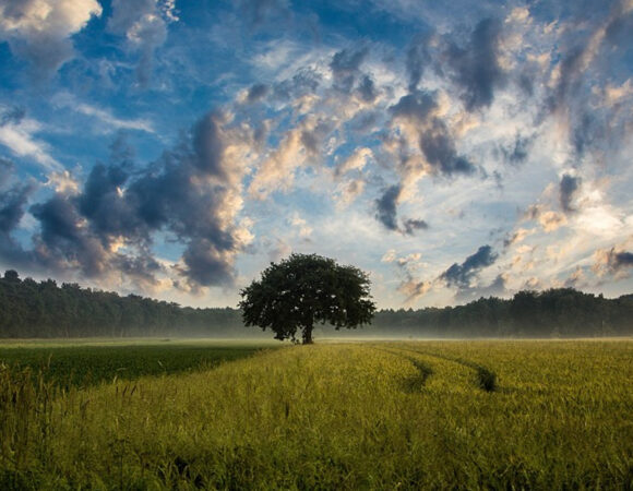 Noi e gli Alberi