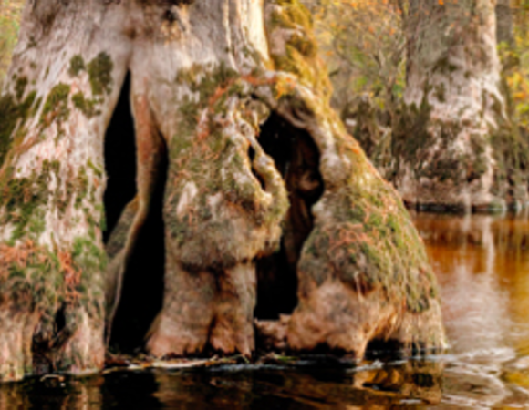il “nuovo” continente per alberi millenari