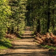 camminare nel bosco