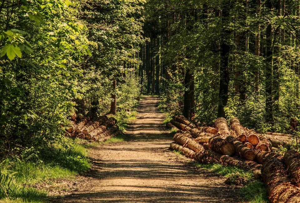camminare nel bosco