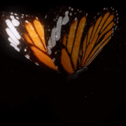 farfalla