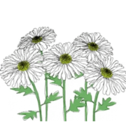 primavera